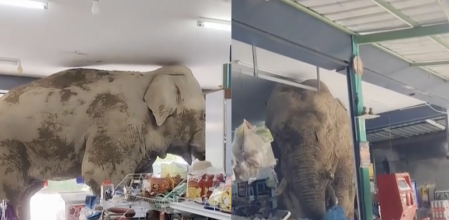 Las impactantes imágenes de un elefante hambriento 'asaltando' una tienda en Tailandia
