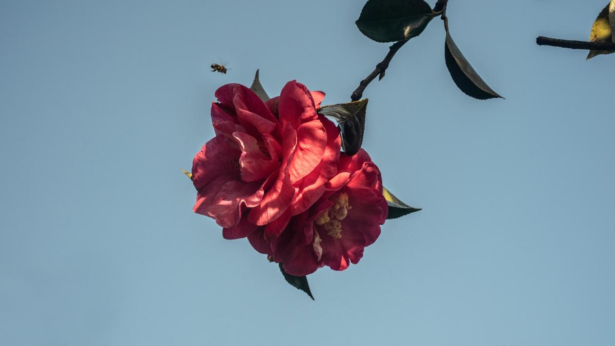 Ni en Japón ni en el Jerte: la floración más sorprendente está en Galicia